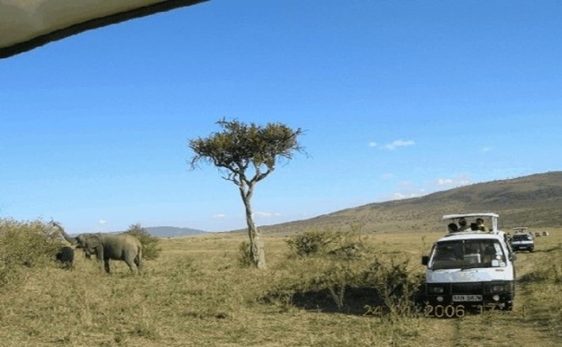 Слоны в Масаи-Мара: аншлаг!