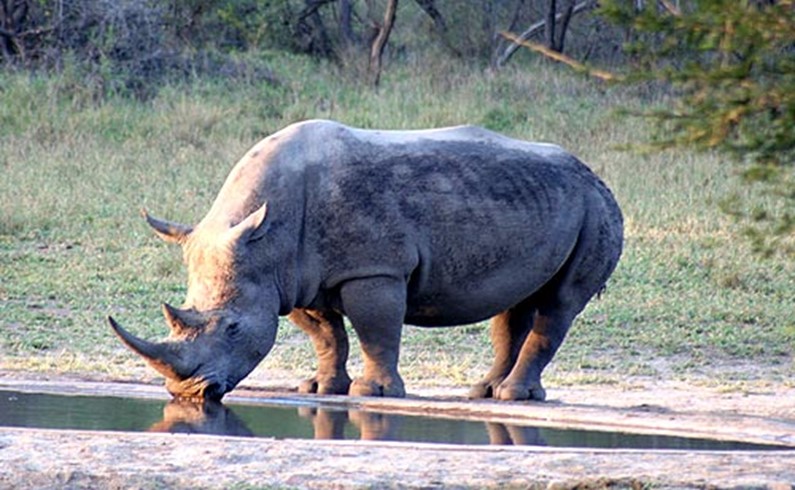 Еще один носорог