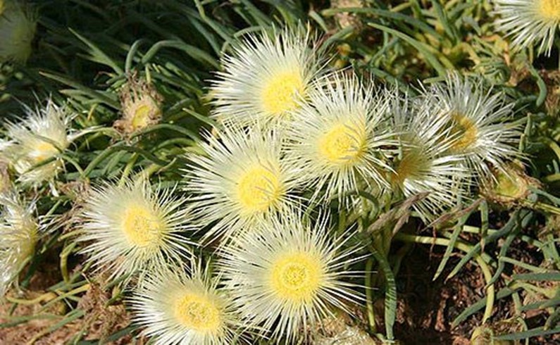 цветы Намакуа