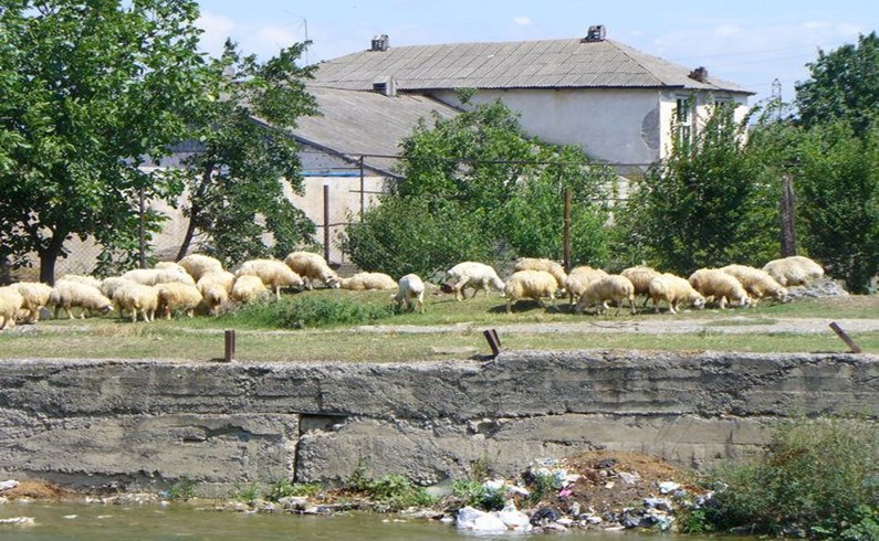 По самому же Гори вовсю гуляют овцы...