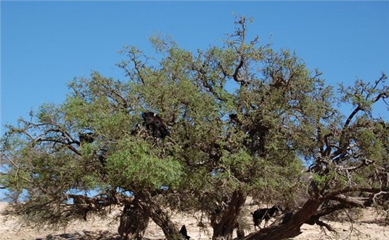 Только в Марокко козы пасутся на деревьях!