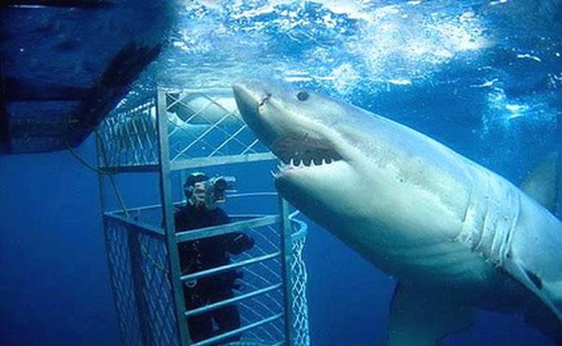 Купание с акулами, Австралия