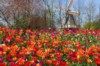 Кекенхоф - парк цветов